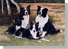 click here for picture of Collies